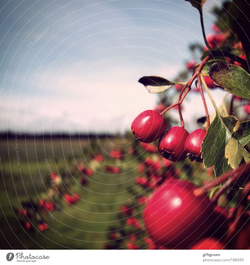 rosige aussichten Umwelt Natur Landschaft Pflanze Himmel Herbst Schönes Wetter Sträucher Blatt Wiese Wachstum Beeren Beerensträucher Ernte Landwirtschaft reif