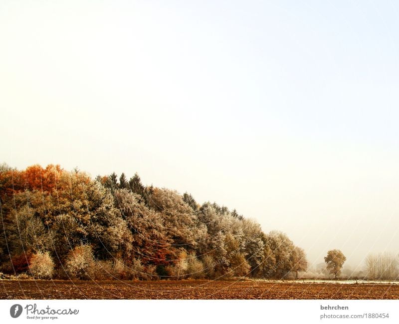 durchatmen Natur Landschaft Pflanze Himmel Herbst Winter Schönes Wetter Eis Frost Schnee Baum Blatt Wiese Feld Wald frieren genießen träumen kalt schön