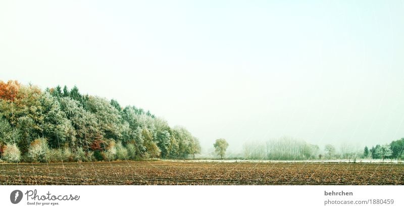 winterlicher herbst Natur Landschaft Pflanze Himmel Herbst Winter Eis Frost Schnee Baum Sträucher Feld Wald frieren kalt schön herbstlich Schneelandschaft