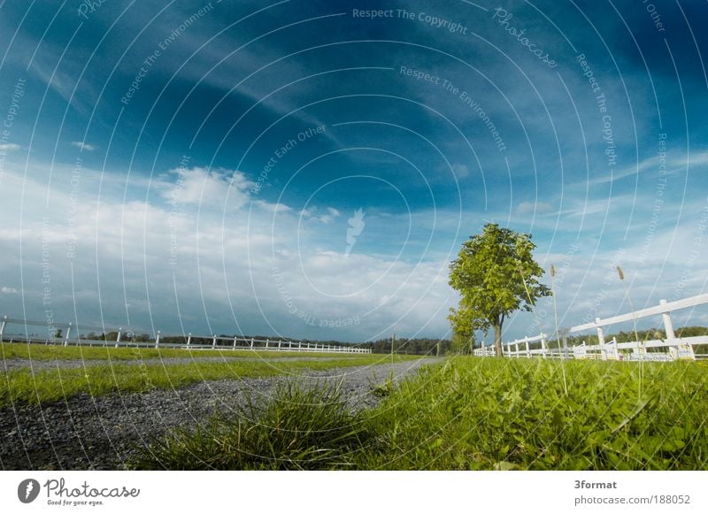 PFERDEKOPPEL Reiten Ferien & Urlaub & Reisen Ausflug Ferne Sommer Natur Landschaft Schönes Wetter Wiese Feld Unendlichkeit Weide Pferdekoppel Zaun Bretterzaun