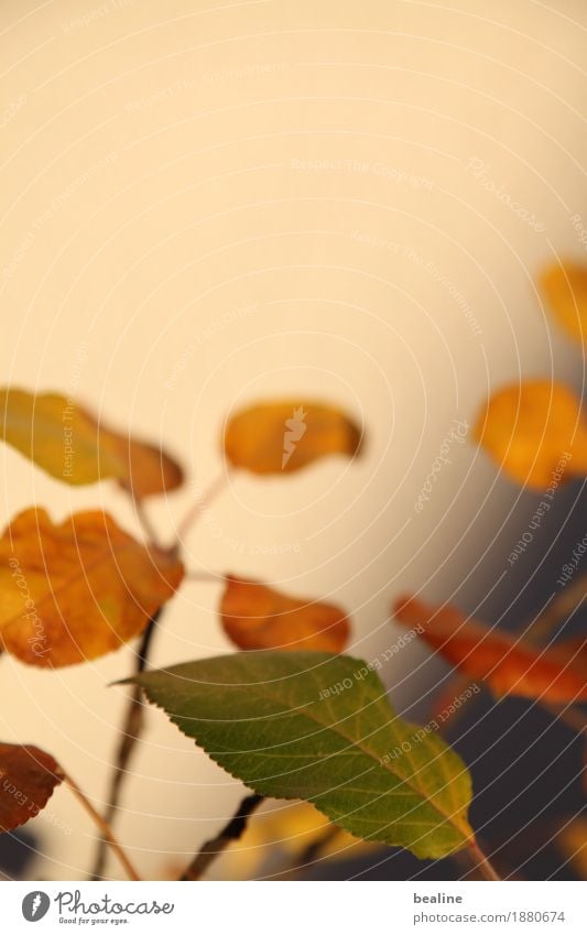 Abendlichtblätter Natur Pflanze Sonnenlicht Herbst Baum Blatt Grünpflanze Nutzpflanze leuchten Traurigkeit verblüht schön trist Wärme braun mehrfarbig gelb grün