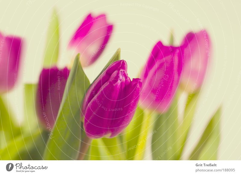 Tulpen Natur Pflanze Frühling Schönes Wetter Blume Blatt Blüte Park Wiese Blühend Duft genießen Blick Wachstum frisch schön grün violett rosa Stimmung