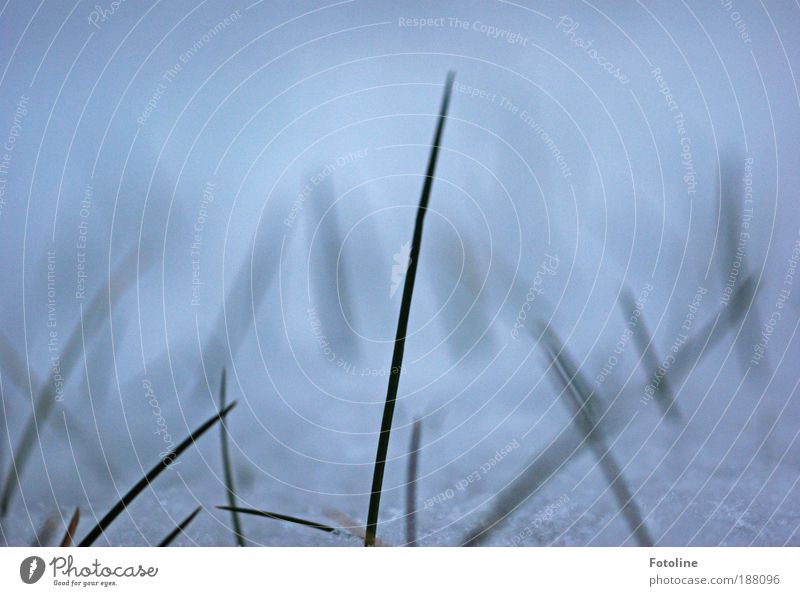 Das letzte Grün Umwelt Natur Landschaft Pflanze Urelemente Erde Wasser Winter Klima Wetter Eis Frost Schnee Gras Garten Park Wiese Coolness einfach kalt nah