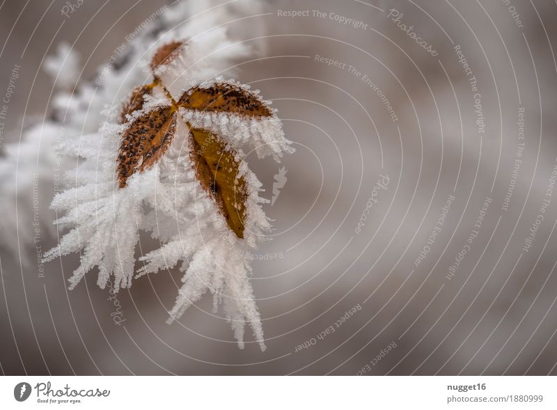 frozen Umwelt Natur Pflanze Urelemente Wasser Winter Klima Klimawandel Nebel Eis Frost Schnee Schneefall Baum Sträucher Blatt Wildpflanze Garten Park Feld Wald