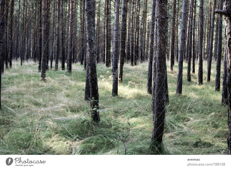 Waldesruh Umwelt Natur Landschaft Pflanze Sommer Herbst Baum Gras Wiese grün ruhig Farbfoto Gedeckte Farben Außenaufnahme Menschenleer Tag außergewöhnlich