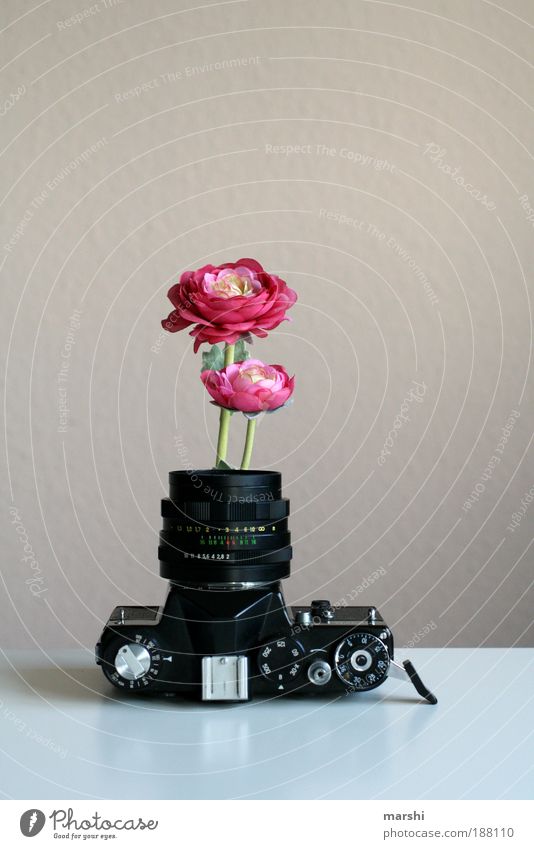 Ich will den Frühling! Stil Design Freizeit & Hobby Beruf Kunst alt analog Fotografie Fotografieren Blume Blumentopf Vase Rose Wildrosen Objektiv Blühend