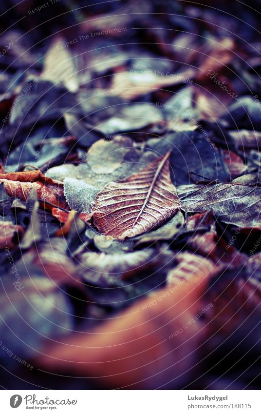 Blätterteppich Umwelt Natur Pflanze Erde Winter schlechtes Wetter Eis Frost Schnee Baum Blatt Wiese alt dreckig dunkel kalt blau braun grau schwarz weiß Tod