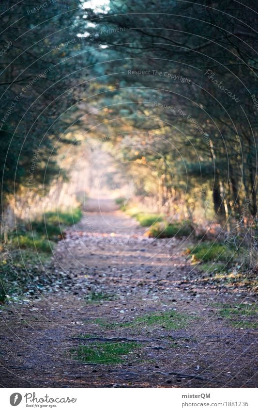 Ostseewald Kunst Kunstwerk ästhetisch Wald Waldboden Waldlichtung Waldrand Fußweg Tanne Wege & Pfade weit Spaziergang Außenaufnahme geradeaus Unschärfe Natur