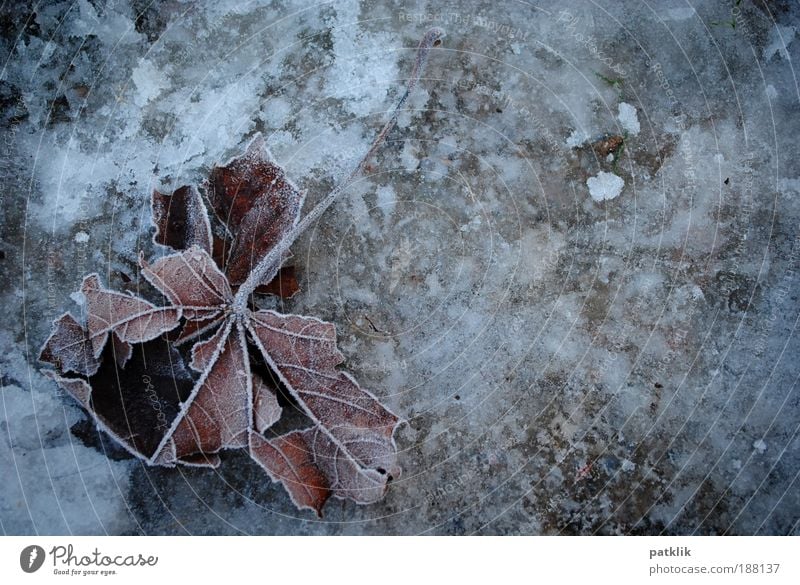 Frozen leaf Natur Landschaft Erde Winter Klimawandel Wetter Eis Frost Blatt Park Feld Kleinstadt Stadtrand frieren liegen Coolness kaputt braun grau weiß Trauer