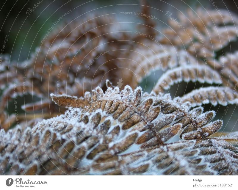 Rauhreif Umwelt Natur Pflanze Winter Eis Frost Blatt Grünpflanze frieren dehydrieren Wachstum alt ästhetisch kalt natürlich schön braun weiß bizarr