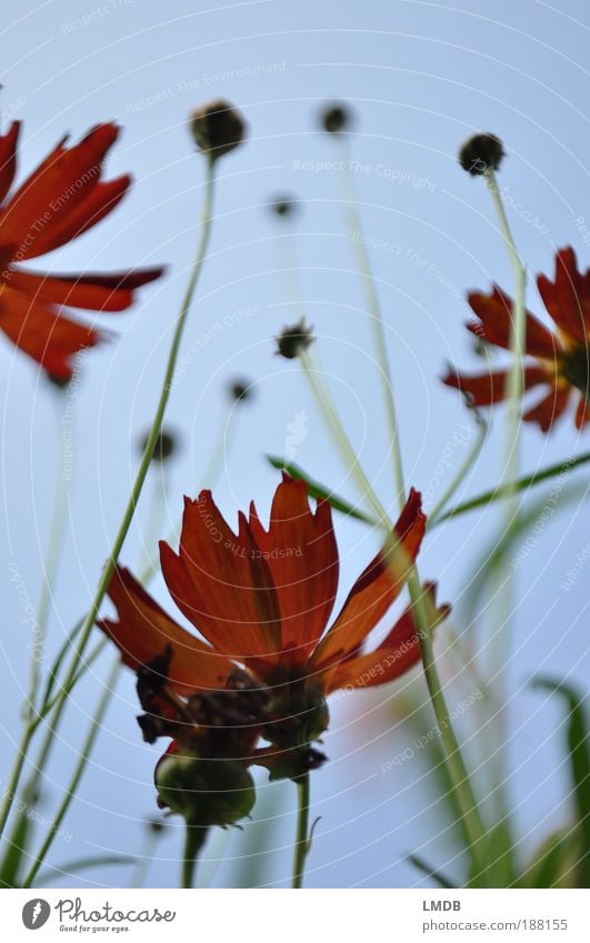 Flammende Blüten Natur Pflanze Feuer Blume Blatt blau grün rot Blütenblatt Blütenknospen Himmel himmelblau ausgefranst Froschperspektive Perspektive Stengel