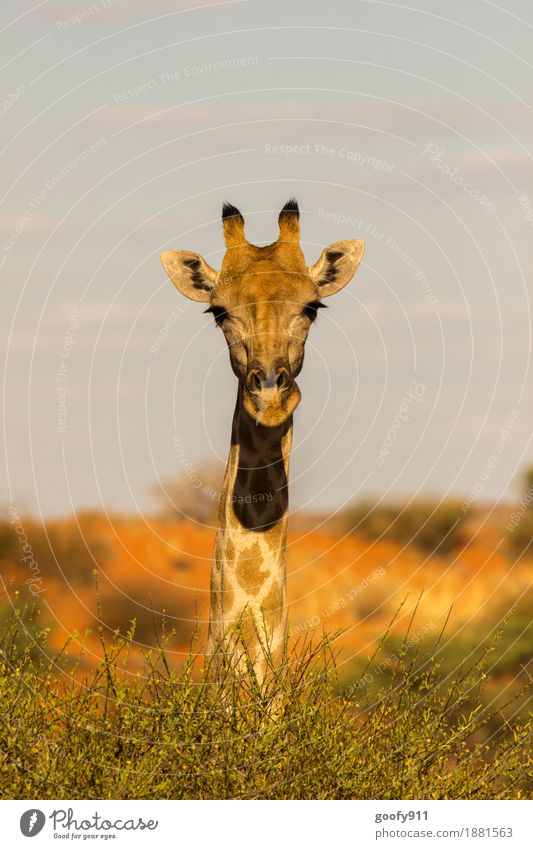 Guck Guck :-))) elegant Ferien & Urlaub & Reisen Abenteuer Ferne Safari Umwelt Natur Landschaft Sand Himmel Sonne Sonnenlicht Frühling Sommer Schönes Wetter