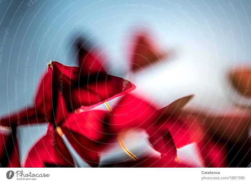 Roter Klee Natur Pflanze Himmel Blatt Kleeblatt Garten Blühend Wachstum ästhetisch schön blau gold rot Fröhlichkeit Farbe nachhaltig Umwelt Farbfoto mehrfarbig