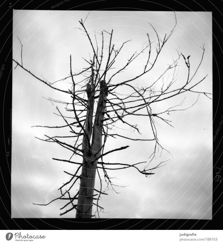 Brocken Umwelt Natur Pflanze Himmel Wolken Klima Baum Berge u. Gebirge dehydrieren Wachstum bedrohlich dunkel gruselig stachelig trocken wild Stimmung Trauer