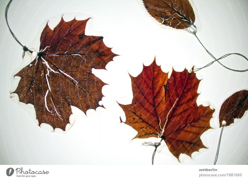 Vier laminierte Blätter Blatt Dekoration & Verzierung Freisteller Herbst Herbstlaub Licht Schmuck Ahorn Ahornblatt braun Blattgrün alt trocken getrocknet