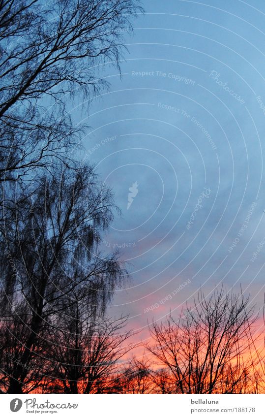 Sonnenuntergang in Schwerzko Umwelt Natur Landschaft Pflanze Feuer Himmel Wolken Sonnenaufgang Sonnenlicht Winter Baum Sträucher dunkel kalt Winterabend