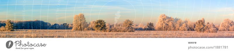 Eiszeit ruhig Winter Natur Landschaft Pflanze Frost Baum kalt friedlich Umweltschutz Biotop Flora und Fauna Jahreskreislauf Morgennebel Erholungsgebiet Schnee