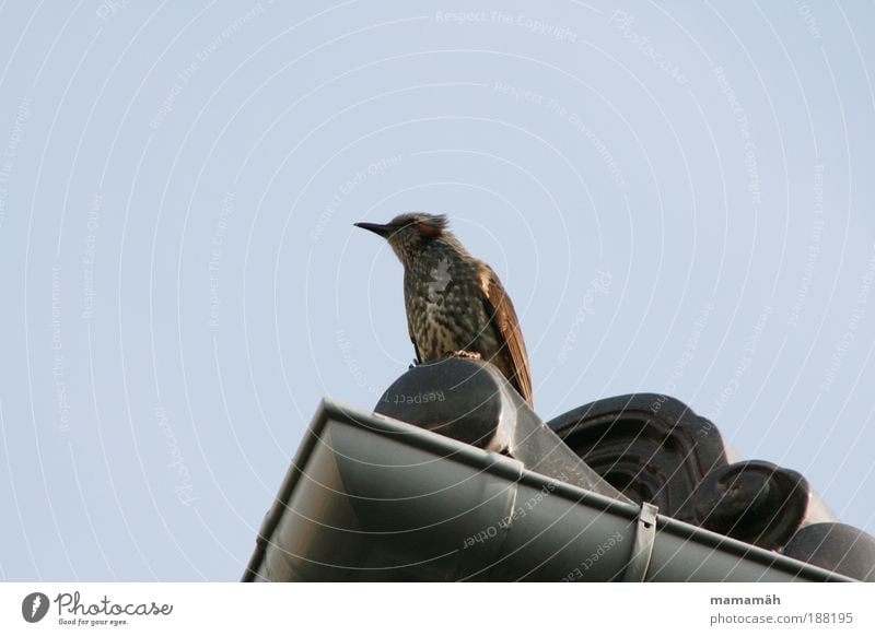 Ausguck Tier Vogel fliegen Blick sitzen Schnabel Feder Dach beobachten Aussicht Denken warten Himmel Farbfoto Außenaufnahme Textfreiraum links Textfreiraum oben