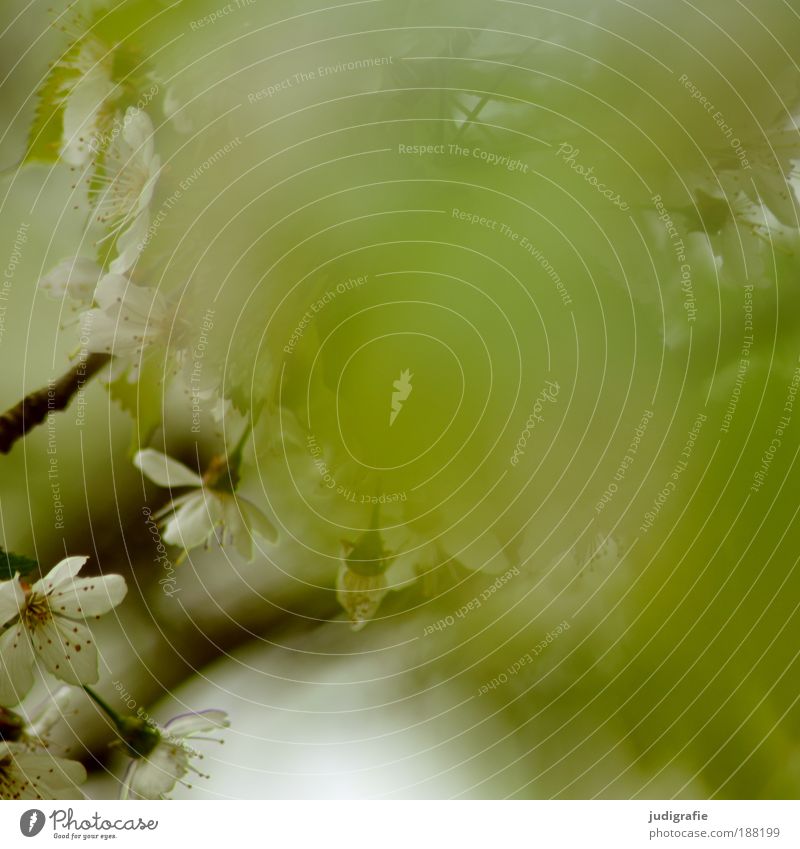 Wenn es doch nur ... Umwelt Natur Pflanze Frühling Baum Blatt Blüte Park Blühend Wachstum natürlich Wärme grün ästhetisch Duft träumen Farbfoto Außenaufnahme