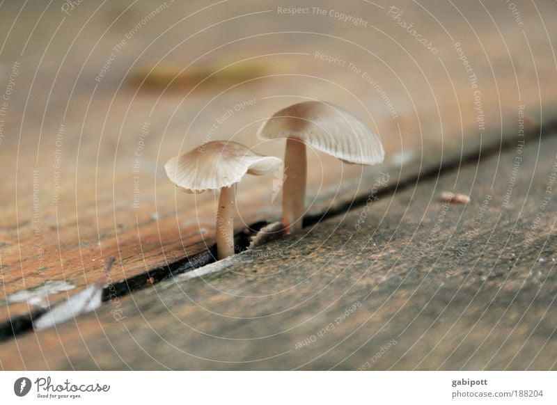 wir kommen da durch Pilz Pilzhut Sporen Natur Herbst Holz Bank Furche Spalte Fuge Häusliches Leben braun rot Ausdauer standhaft Wege & Pfade Lamelle Stengel