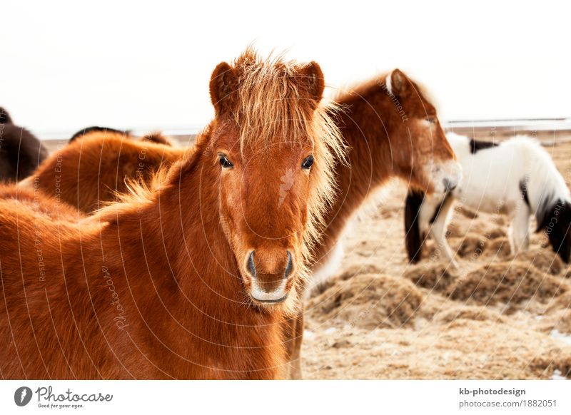 Portrait of an Icelandic pony Ferien & Urlaub & Reisen Tourismus Winter Iceland pony Iceland ponies Island brown mane Icelanders ride horse horses animal mammal