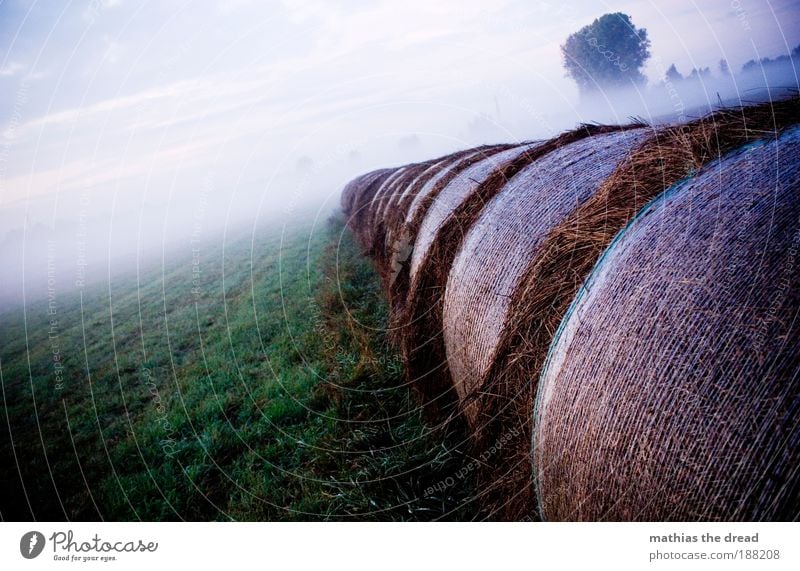 NEBELSCHWADENBILDER Umwelt Natur Landschaft Pflanze Himmel Wolken Horizont Sonnenaufgang Sonnenuntergang Sommer Klima Wetter Schönes Wetter Nebel Baum Gras