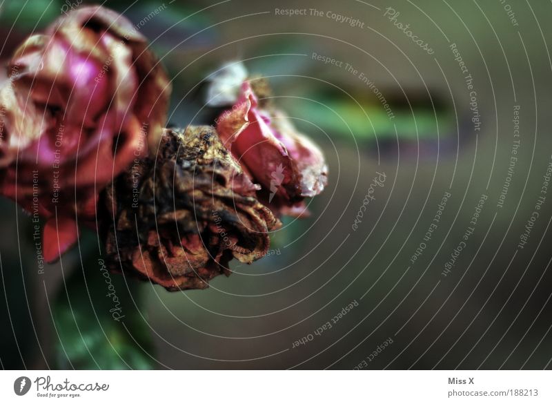 Rosen Umwelt Herbst Winter Wetter schlechtes Wetter Dürre Pflanze Blume Blatt Blüte alt trist trocken Trauer Ende Endzeitstimmung Verfall Vergänglichkeit