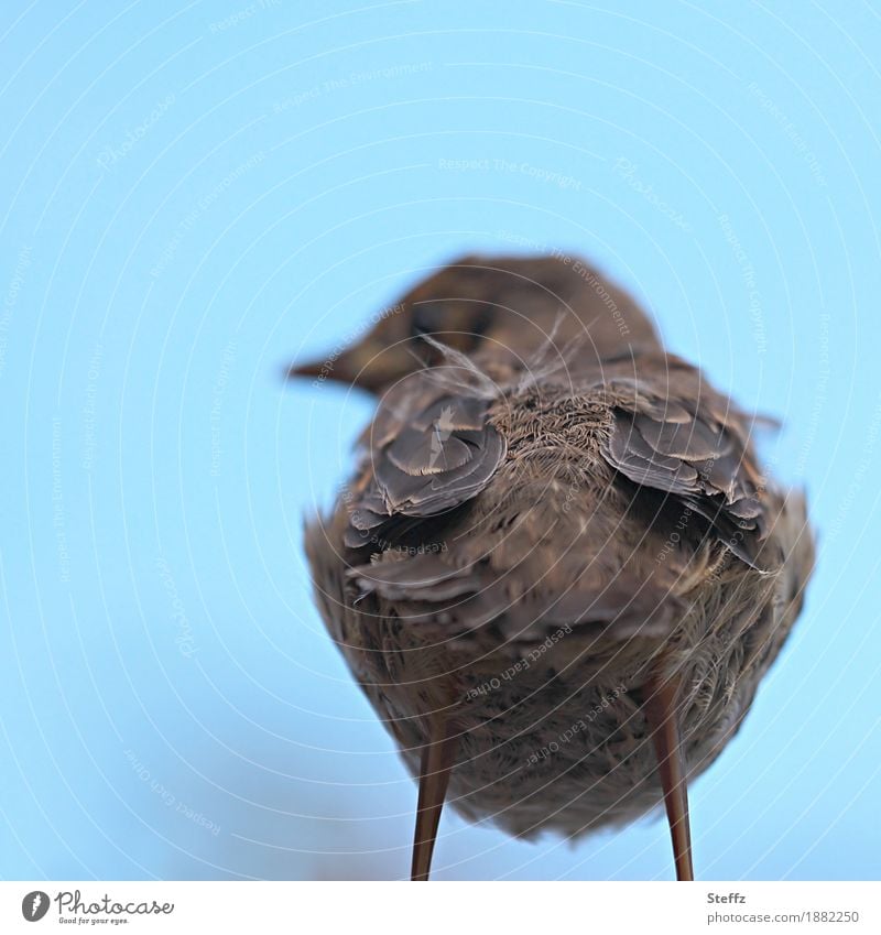 Ich hab den Rücken schön Jungvogel Hinterteil Vogel Feder frech cool lustig abfällig Trotz Coolness Hochmut trotzig Verachtung Desinteresse Arroganz unwillig