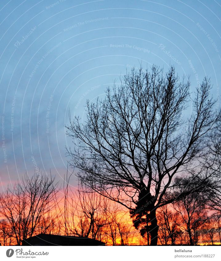 Schwerzkos Himmel brennt Umwelt Natur Landschaft Pflanze Wolken Sonnenaufgang Sonnenuntergang Winter Baum Sträucher kalt natürlich Wärme Abend Farbfoto