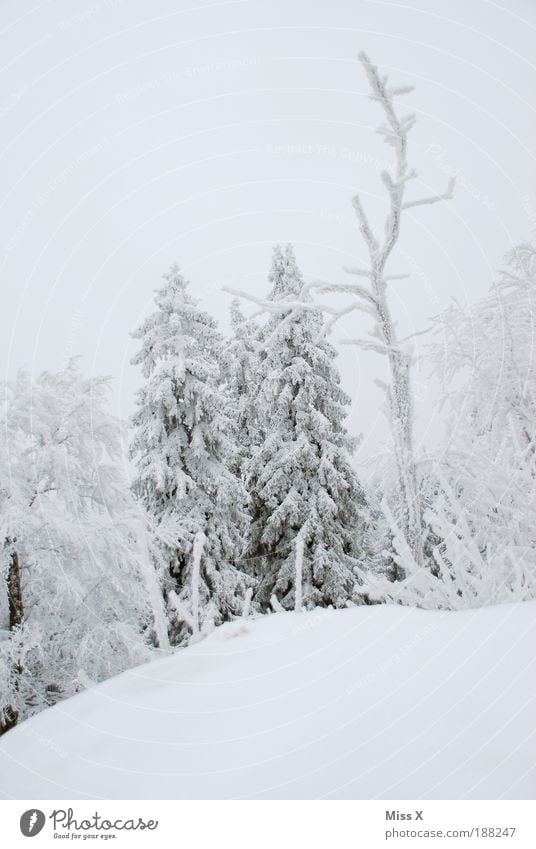 Meine Heimat ! Umwelt Natur Winter Klima Wetter Eis Frost Schnee Wald Felsen Berge u. Gebirge kalt weiß Einsamkeit Tanne Weihnachtsbaum Ast Waldsterben