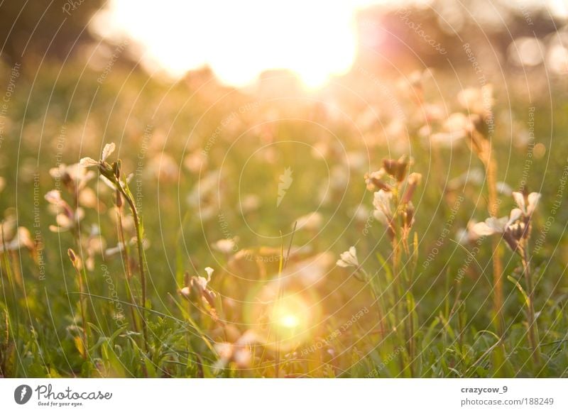 Es wird diesmal grooviger sein.... ein weiterer Frühling..... Umwelt Natur Pflanze Gras Park träumen Farbfoto Außenaufnahme Abend Licht Sonnenlicht