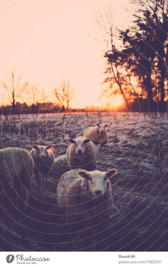 früh am Tag Umwelt Natur Landschaft Sonne Sonnenaufgang Sonnenuntergang Sonnenlicht Winter Klimawandel Wetter Schönes Wetter schlechtes Wetter Eis Frost Schnee