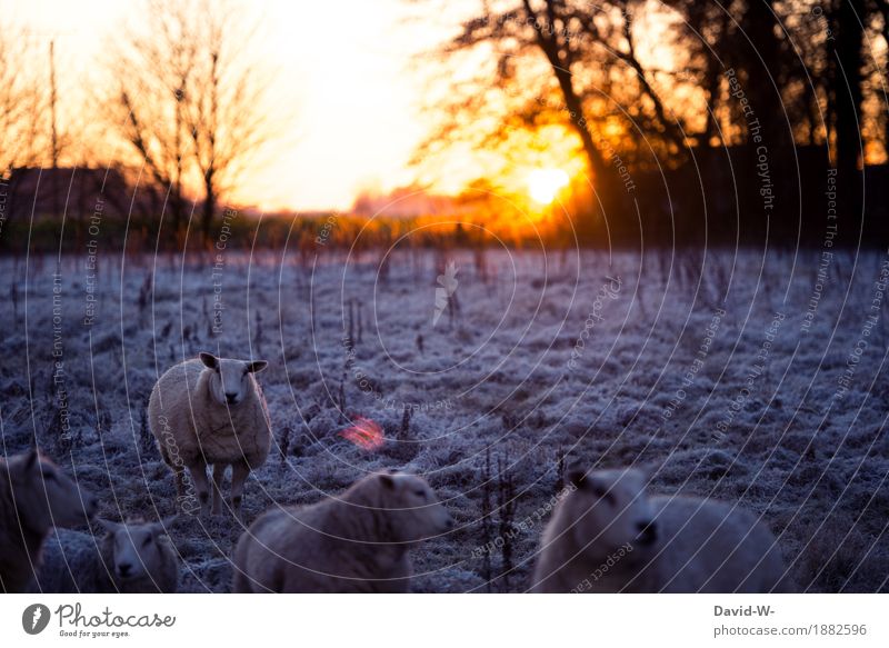 Schäfchen Lifestyle Umwelt Natur Horizont Sonnenaufgang Sonnenuntergang Sonnenlicht Winter Klima Schönes Wetter schlechtes Wetter Unwetter Wiese Feld Tier