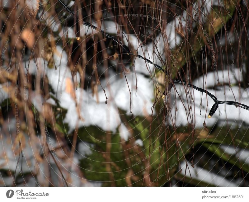 kein Tanne-Schmuck Schnee Baum Lichterkette frieren kalt Kitsch Stimmung Weihnachtsstimmung Erwartung Gefühle Stress Außendekoration Weihnachtsdekoration