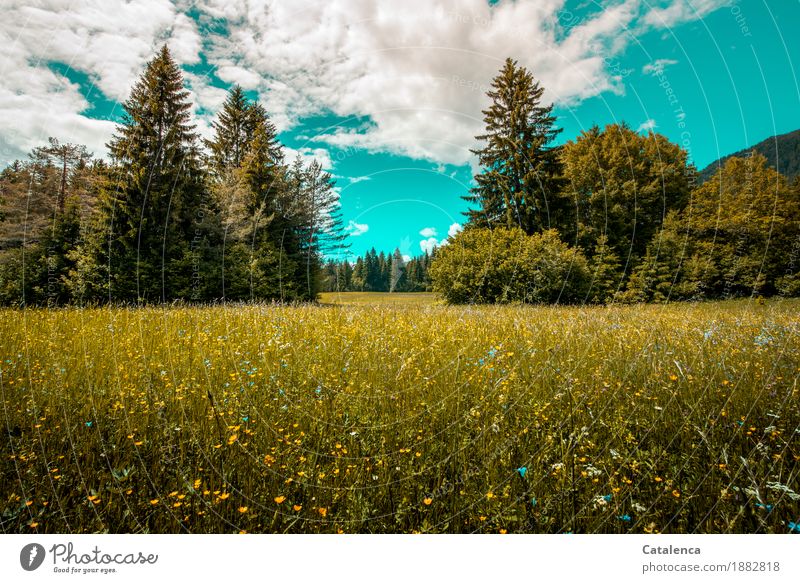 Erinnerung, Blumenwiese und Nadelbäume Sommer Sommerurlaub wandern Landschaft Pflanze Himmel Schönes Wetter Baum Gras Tannen Feld Wald Blühend Duft Wachstum