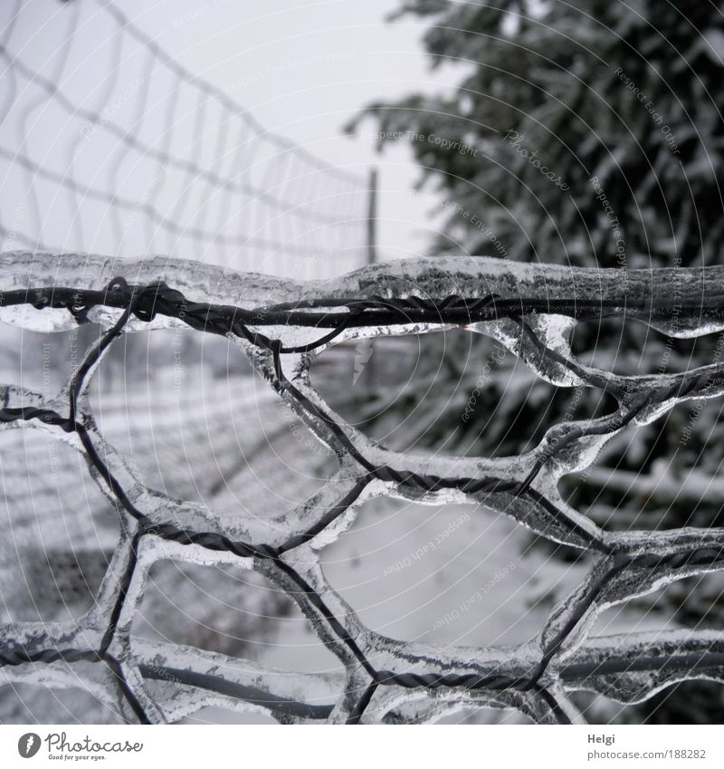 eisig... Umwelt Natur Landschaft Winter Wetter schlechtes Wetter Eis Frost Baum Feld Metall glänzend Wachstum außergewöhnlich einfach kalt grau schwarz weiß