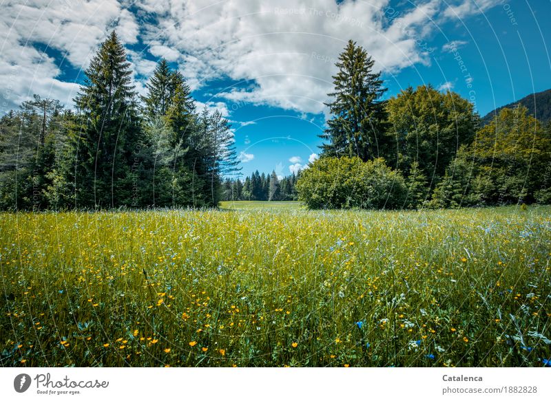 Summer blues Erholung ruhig Ausflug Sommer wandern Natur Landschaft Himmel Wolken Schönes Wetter Pflanze Baum Gras Blüte Blumenwiese Tanne Feld Wachstum