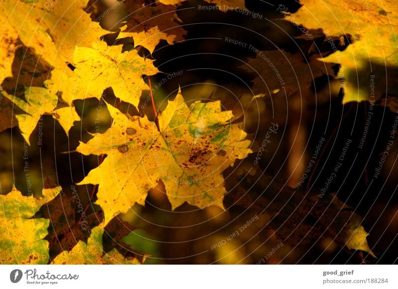 sonnenblätter Sonne Umwelt Natur Landschaft Pflanze Sommer Herbst Baum Blatt Grünpflanze Park Urwald genießen hängen leuchten gelb gold grün Blätterdach