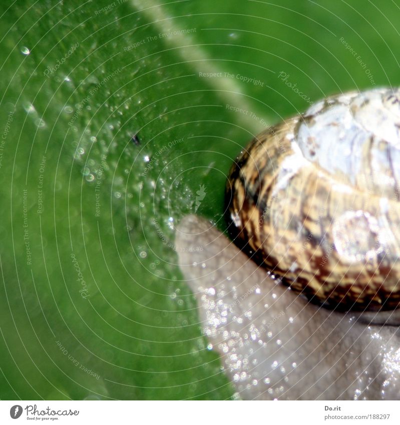 für waldmeister... Tier Schnecke dick Zufriedenheit Haus Hausbau Umzug (Wohnungswechsel) Schleim schleimig Schleimspur krabbeln Kriechspur schleichen