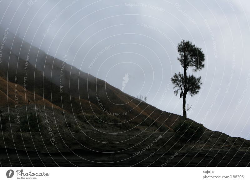 am fusse des bromo Umwelt Natur Landschaft Pflanze Erde Himmel schlechtes Wetter Baum Vulkan Indonesien Java Asien Südostasien Traurigkeit Nebel Nebelschleier