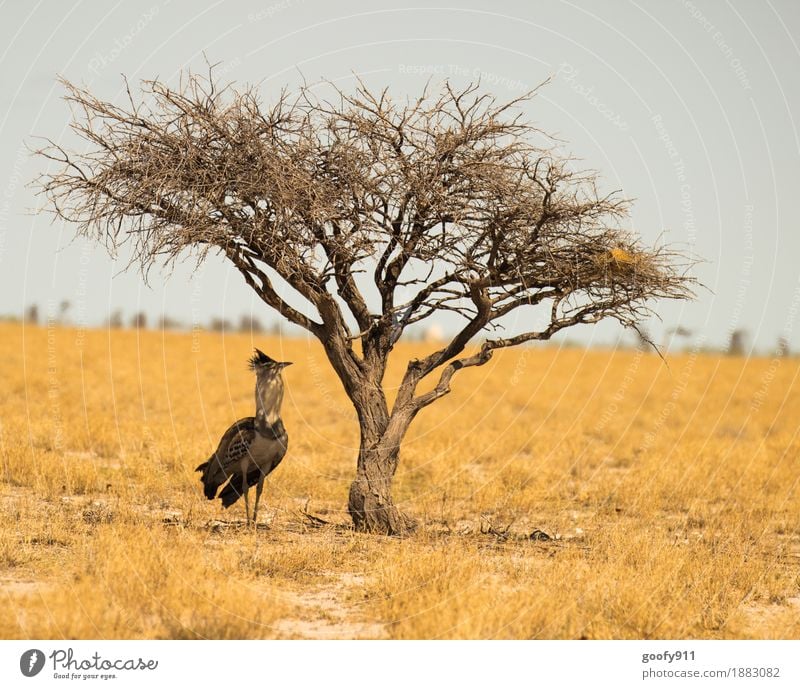 Schattiges Plätzchen!!! Ferien & Urlaub & Reisen Abenteuer Ferne Safari Sommer Sonne Umwelt Natur Landschaft Sand Luft Himmel Wolkenloser Himmel Sonnenlicht