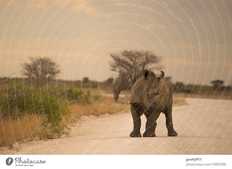 Nashorn 3 Ferien & Urlaub & Reisen Ausflug Abenteuer Ferne Safari Umwelt Natur Landschaft Erde Sand Himmel Wolken Sonne Sonnenlicht Frühling Sommer Sträucher