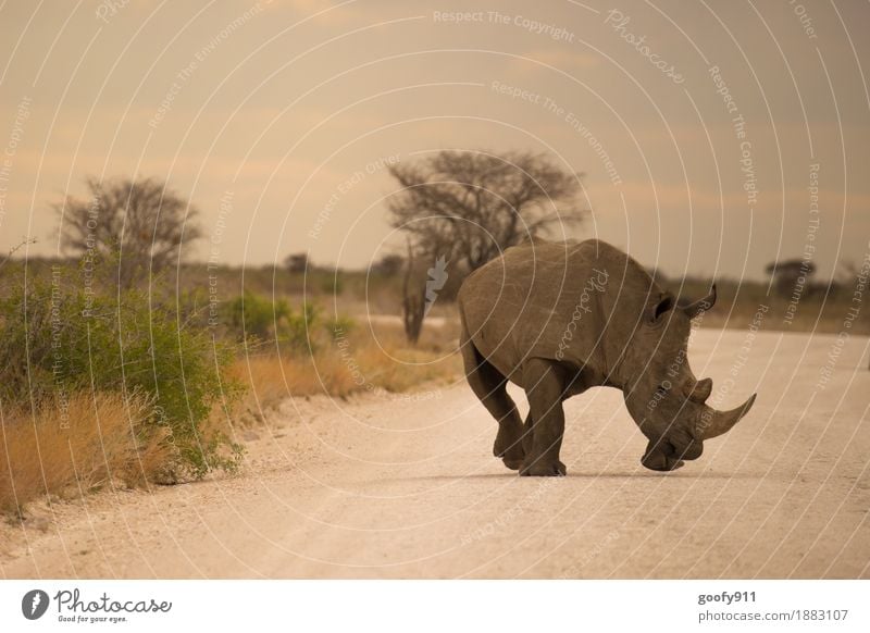 Nashorn 4 Ferien & Urlaub & Reisen Ausflug Abenteuer Ferne Safari Umwelt Natur Landschaft Erde Sand Himmel Wolken Sonne Sonnenlicht Sommer Schönes Wetter Wärme