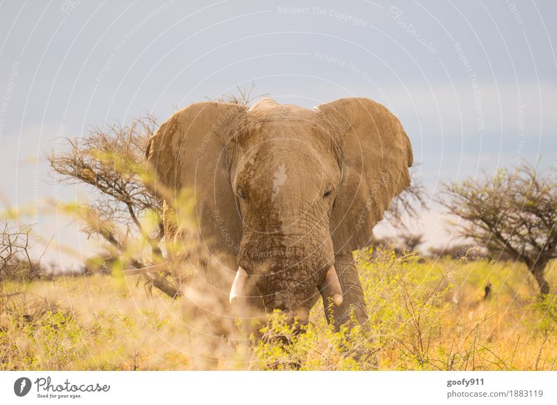 Dreckiger Elefant Ferien & Urlaub & Reisen Ausflug Abenteuer Ferne Safari Sommer Sonne Umwelt Natur Landschaft Himmel Wolkenloser Himmel Sonnenlicht Frühling