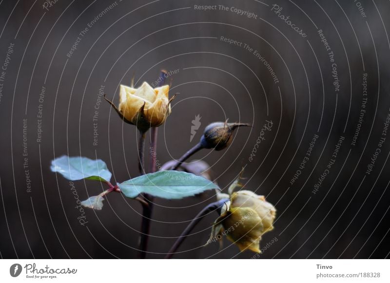 roses Natur Pflanze Rose Blüte Park verblüht Duft dunkel Willensstärke Ausdauer Tod Enttäuschung Einsamkeit Erschöpfung Stolz Vergänglichkeit Verzweiflung