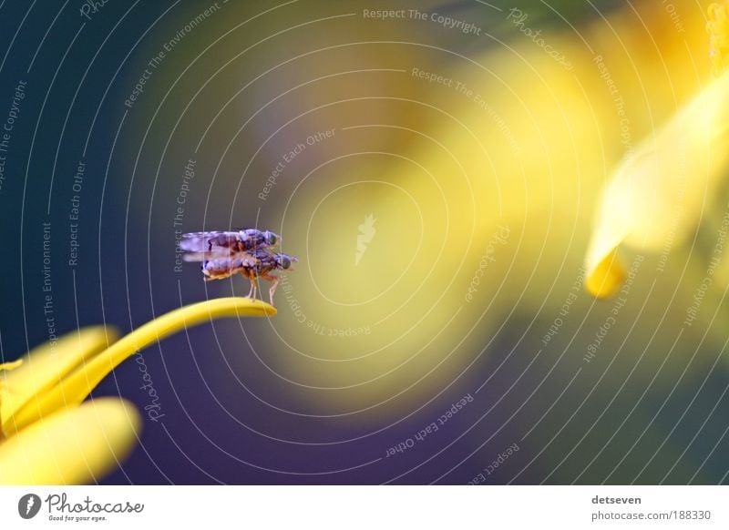 lucky flies Natur Tier Fliege Flügel 2 Gefühle Laster Freude Glück Sympathie Zusammensein Tierliebe Begierde Lust Farbfoto Makroaufnahme Textfreiraum rechts