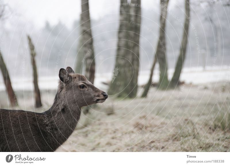 scheu Winter Baum Wiese Wald Tier Wildtier Fell 1 Blick Natur Schüchternheit Reh Sikahirsch Waldlichtung Gedeckte Farben Außenaufnahme Tag