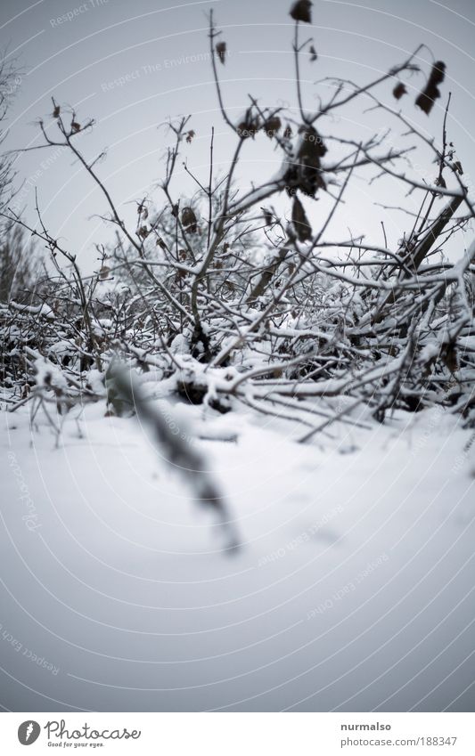 under the snow Winter Garten Skier Kunst Umwelt Natur Landschaft Pflanze schlechtes Wetter Eis Frost Schnee Sträucher Zeichen liegen Blick kalt nerdig wild