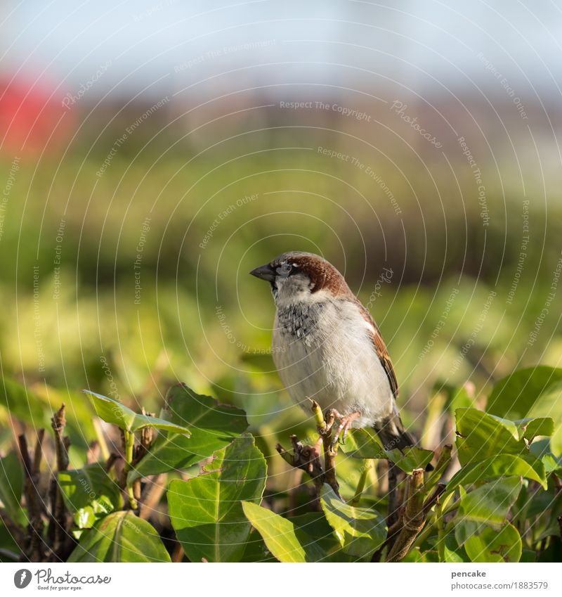 spatz in der hand... Natur Himmel Schönes Wetter Sträucher Tier Wildtier Vogel 1 Blick Spatz Unschärfe freilebend rot grün Grünpflanze Farbfoto Außenaufnahme