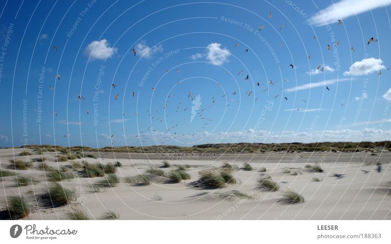 Meetingpoint. Umwelt Natur Landschaft Sand Luft Himmel Wolken Sommer Klima Schönes Wetter Wind Pflanze Gras Sträucher Küste Strand Nordsee Ostsee Meer